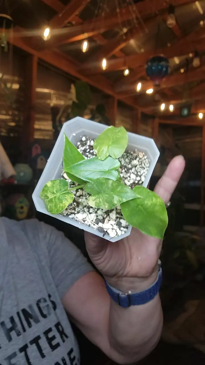 plant/Gageana Aurea-0