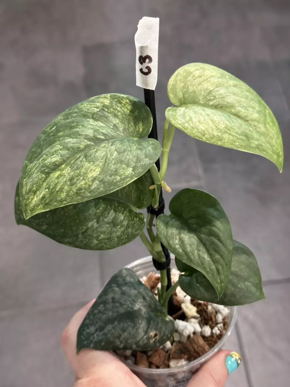 plant/c3. Salaka Nagara-0