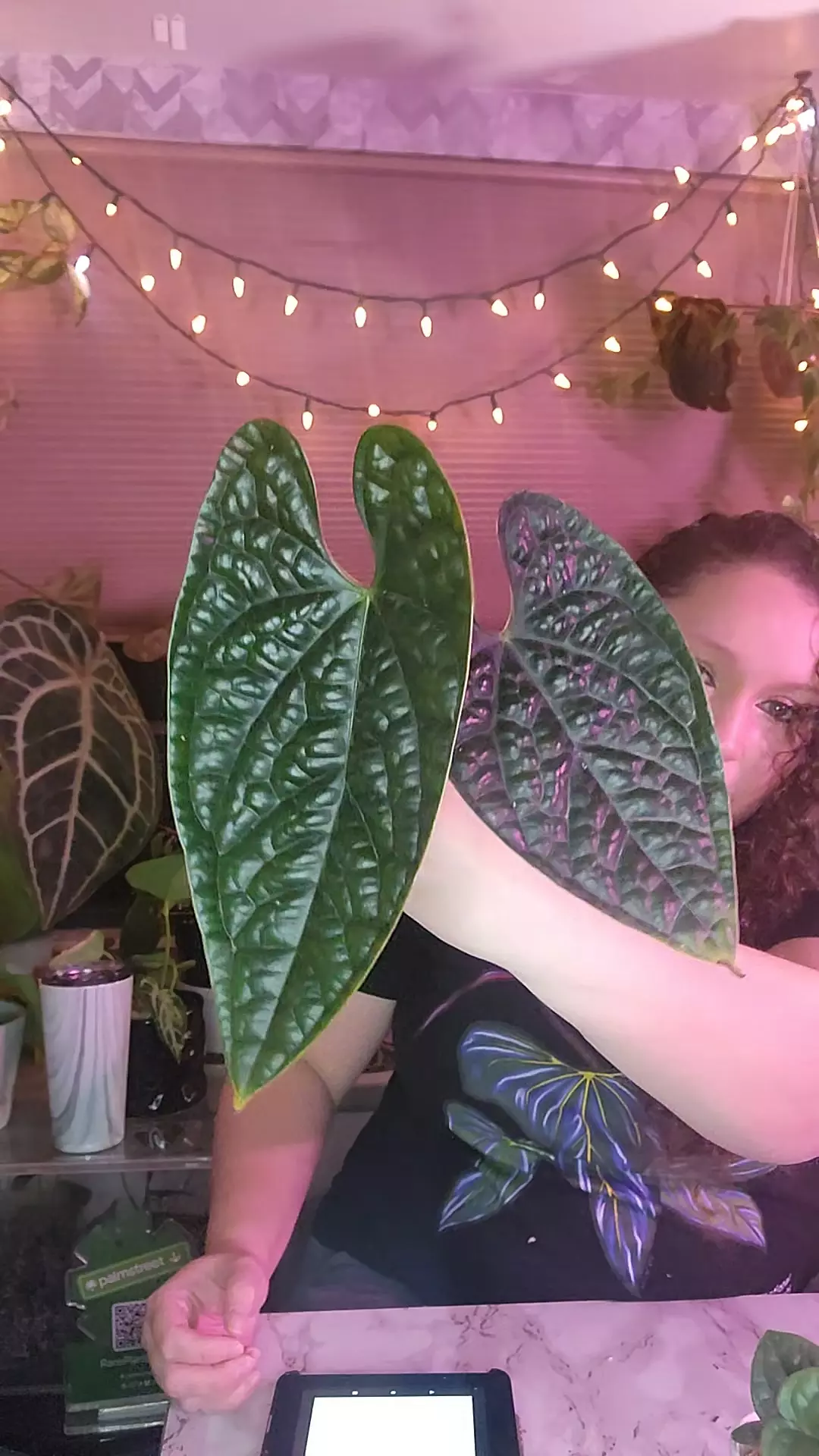 plant/Luxurians black 0210-0