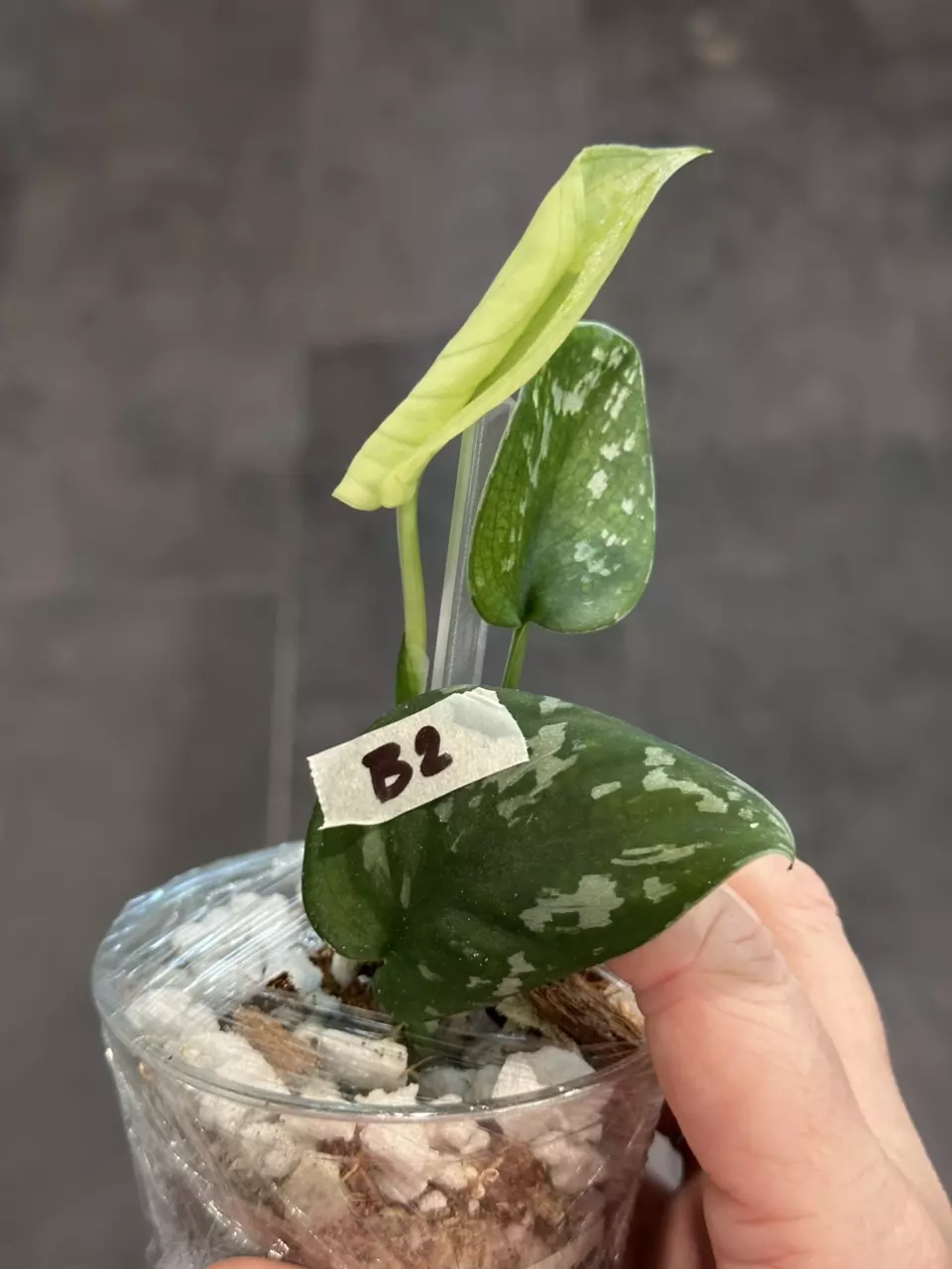 plant/b2. Exotica Golden Crown-0