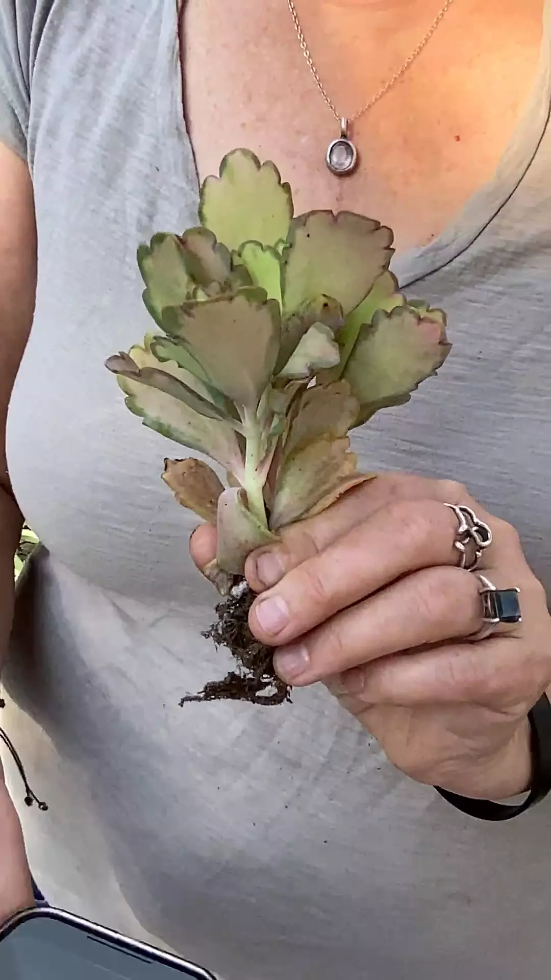 plant/kalanchoe stained glass-0