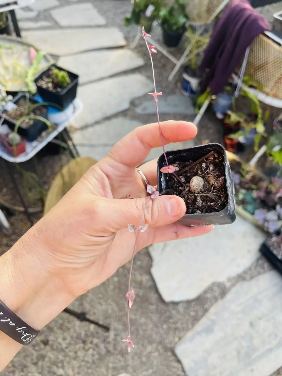 plant/variegated hearts “-0