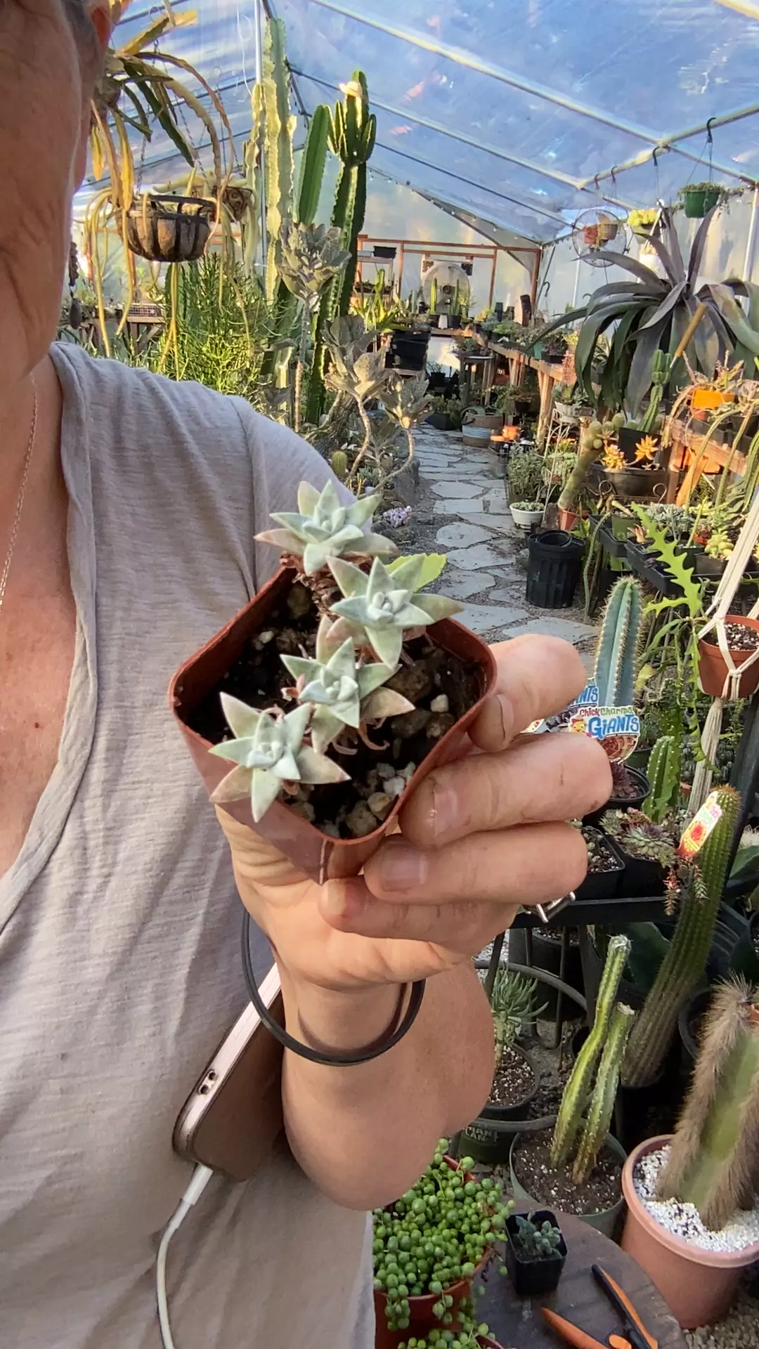 plant/Dudleya Gnoma 2”-0