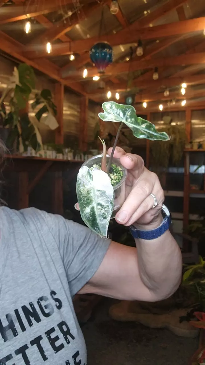 plant/Sandarina Bull Pink-0