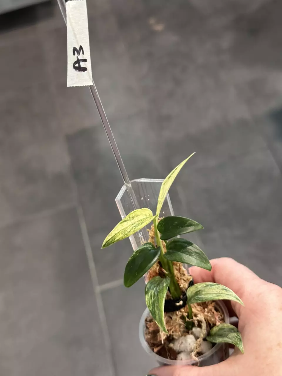 plant/A3. Hederaceus Mutiara/ Black Pearl-0