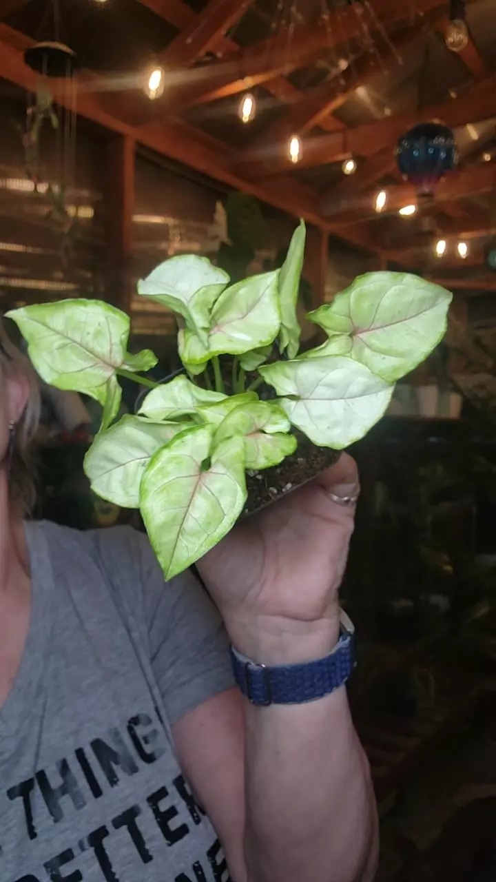 plant/chiffon syngonium-0