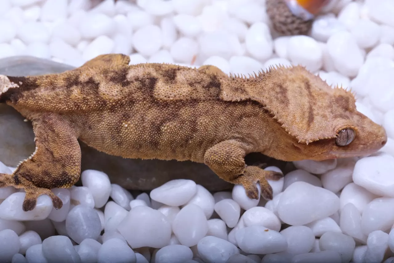 plant/Bangle - Proven female 46 grams Nc scales out of Tigress x Kingpin-0