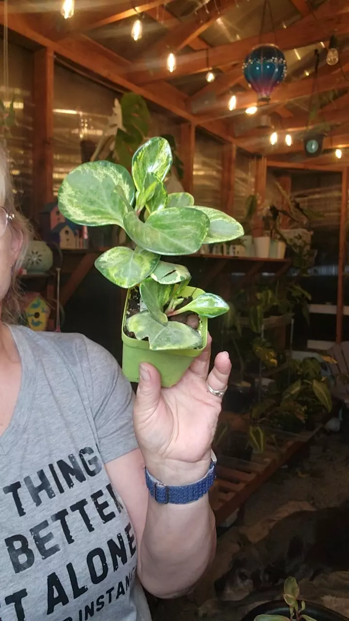 plant/obtuselifolia pep-0