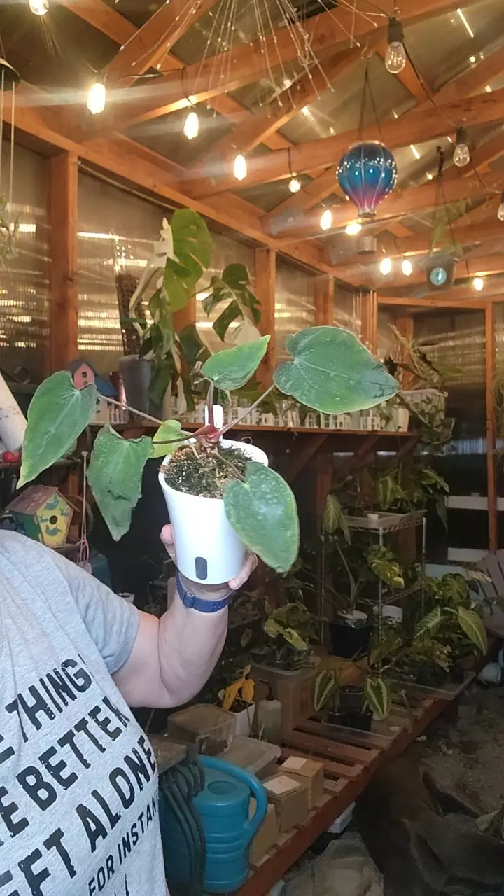 plant/twin phoenix x enigma-0