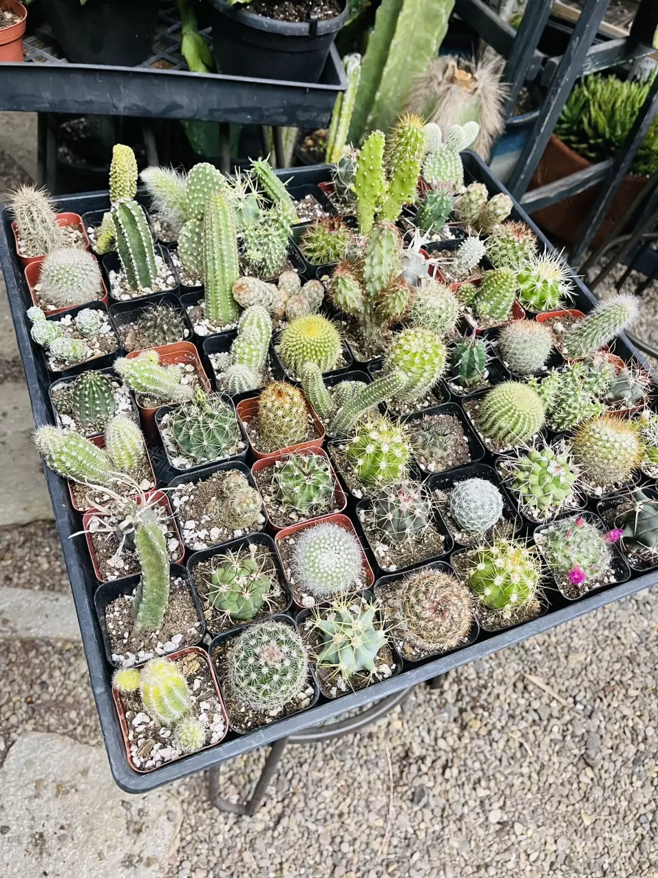 plant/Mystery Cactus 2”-0