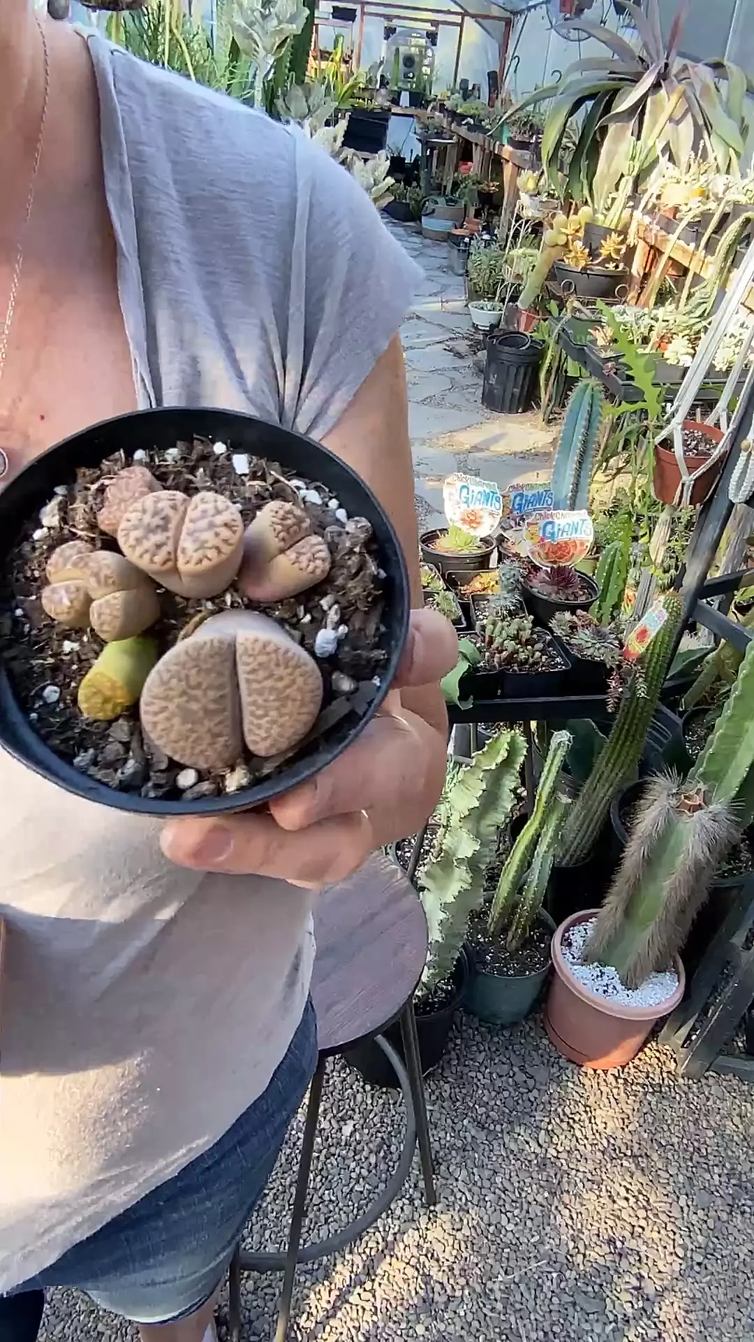 plant/Lithops 3” pot-0