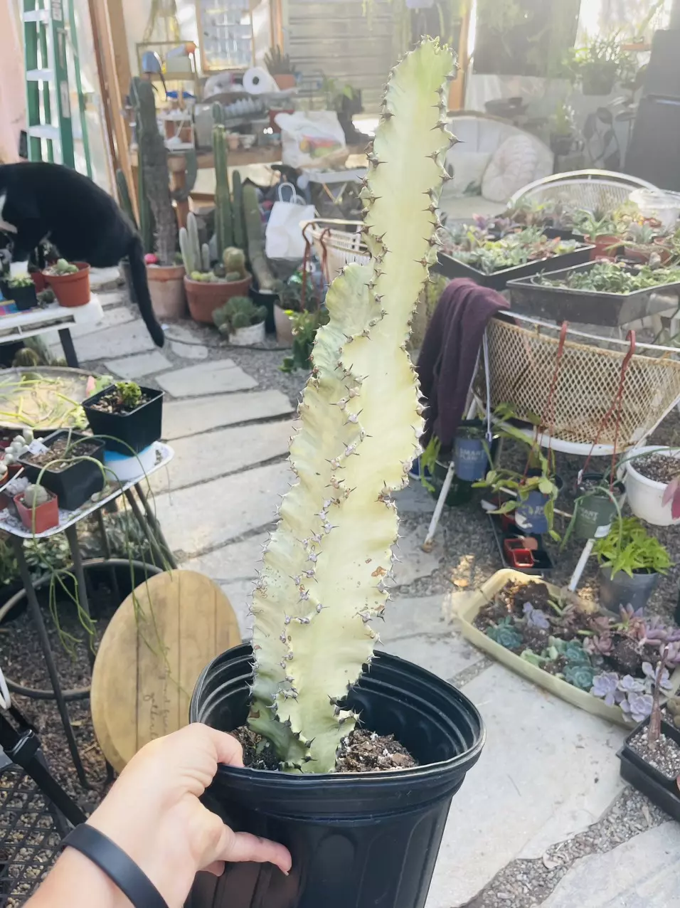 plant/Euphorbia Ammak Variegated 21” 3 Gallon-0