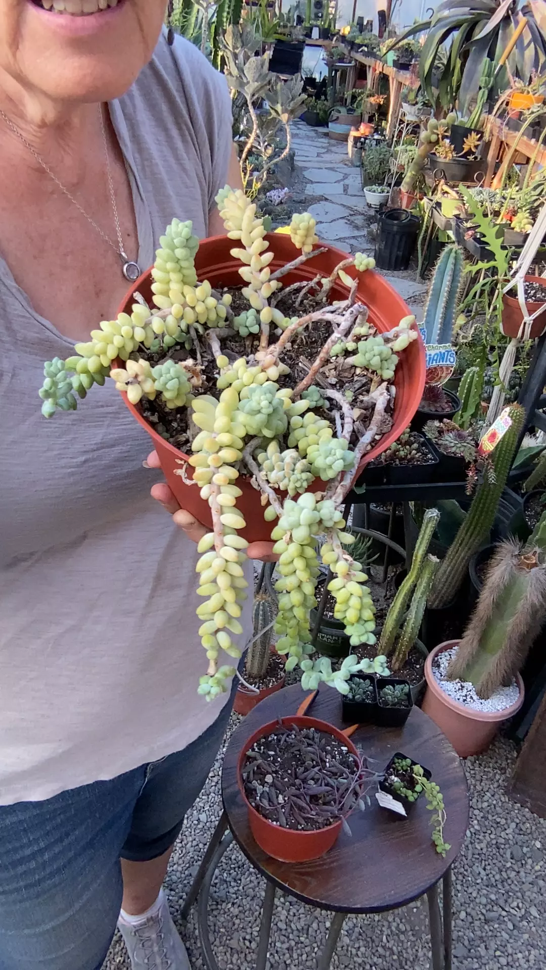 plant/Sedum burros tail 6”-0