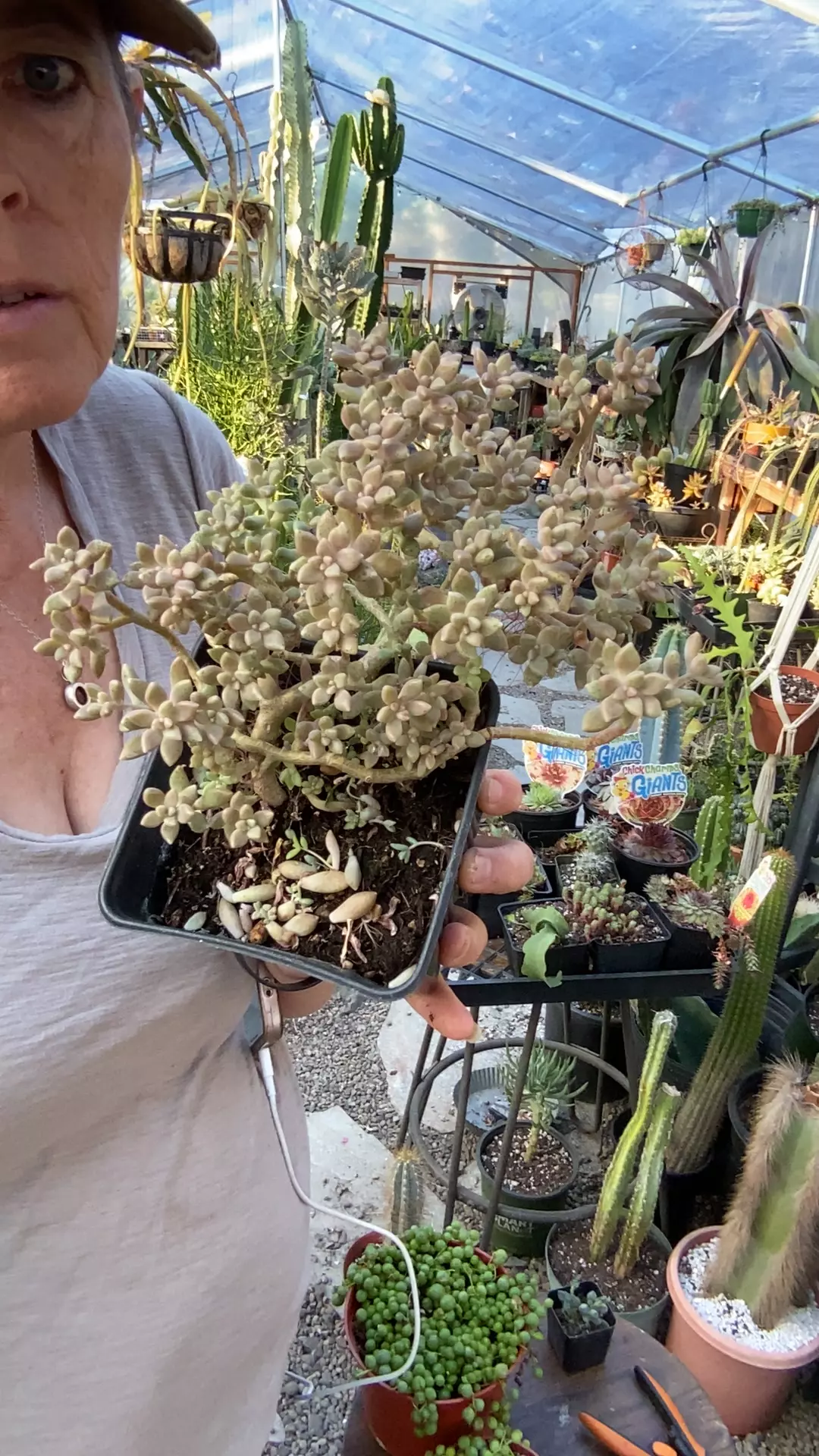 plant/sedum mendozae 5”-0