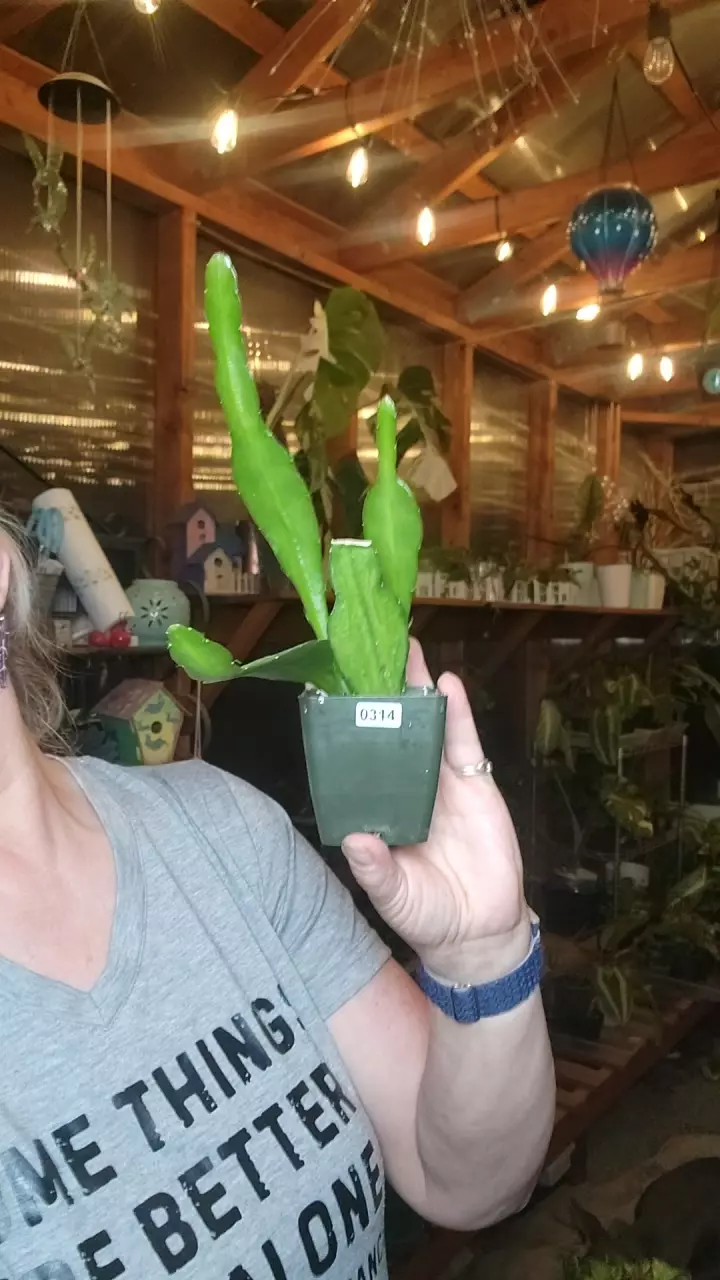 plant/orchid cactus-0