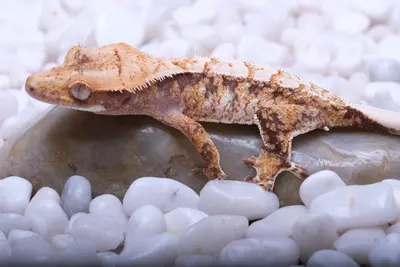 plant/LOZI05 - 10.8 grams Pores out of Lottie x Zion-1-thumbnail