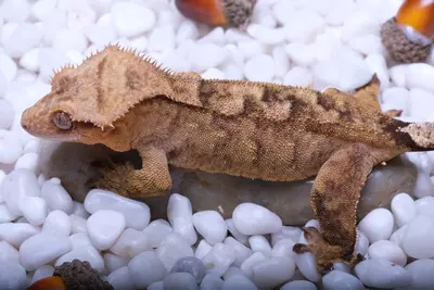 plant/Bangle - Proven female 46 grams Nc scales out of Tigress x Kingpin-1-thumbnail