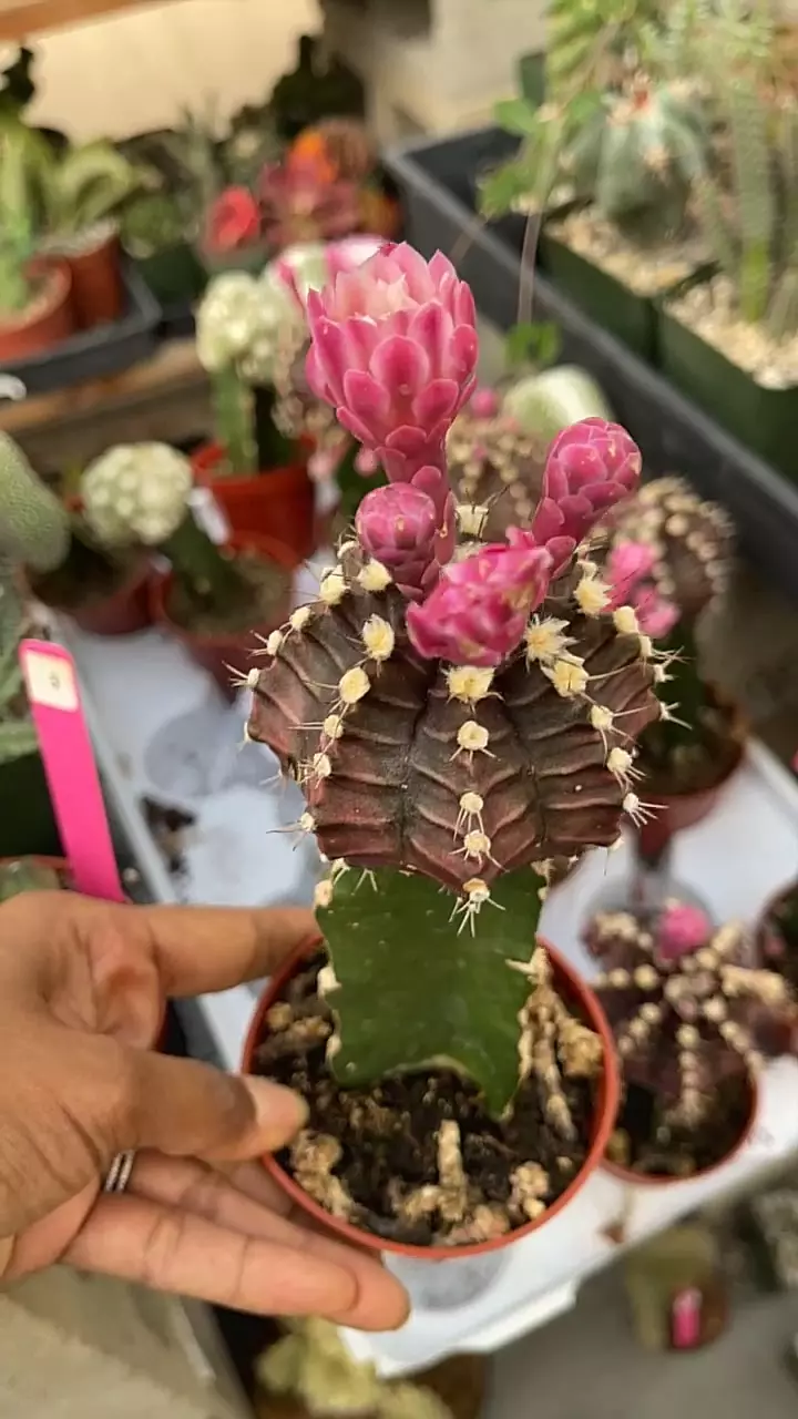 plant/GC Gymno purple on graft-0