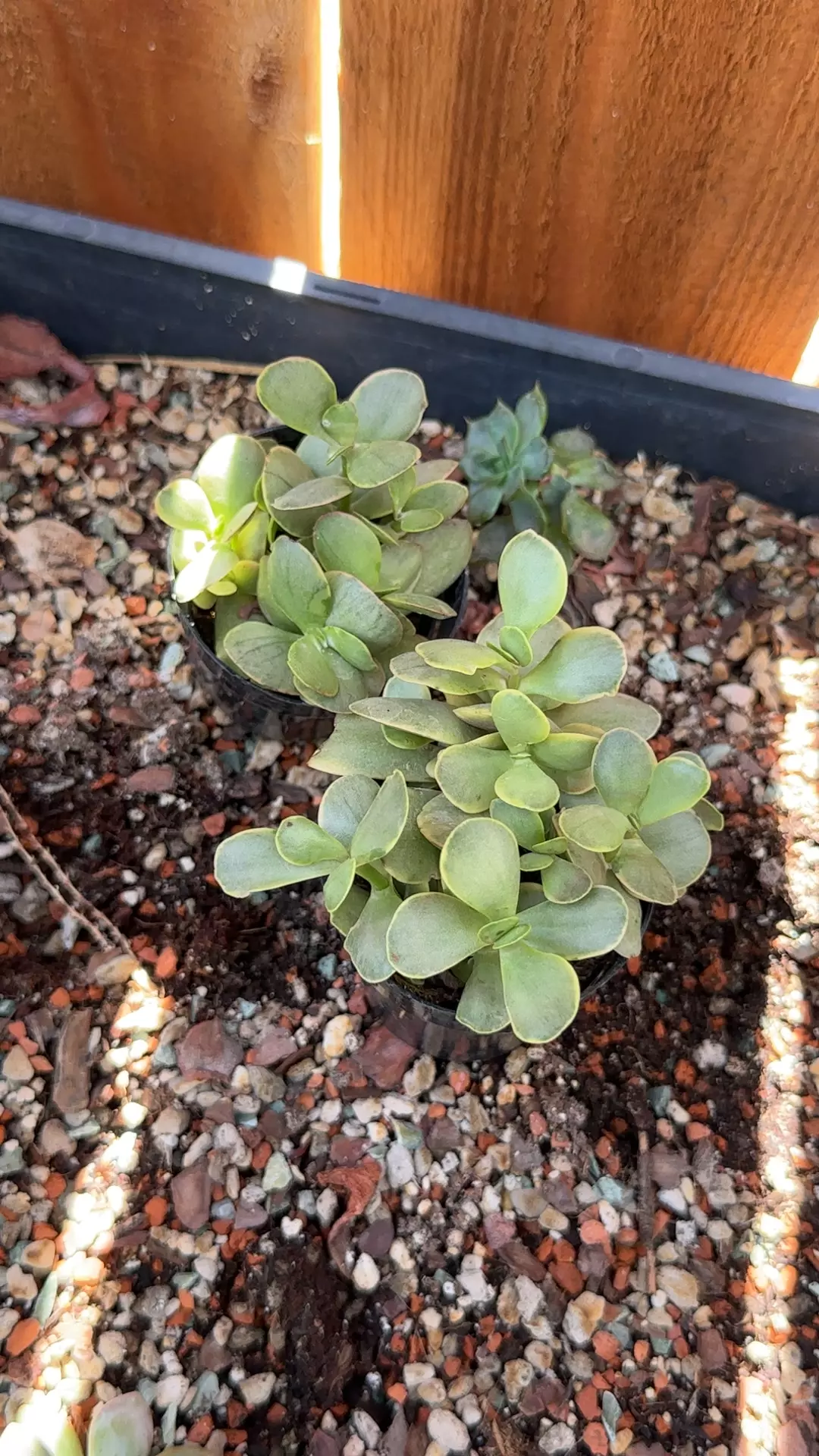 plant/Red jades-0