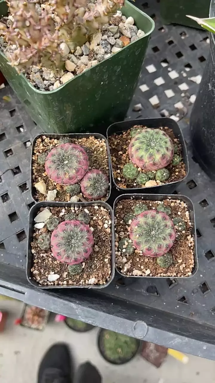 plant/GC Sulcorebutia w/ pups-0
