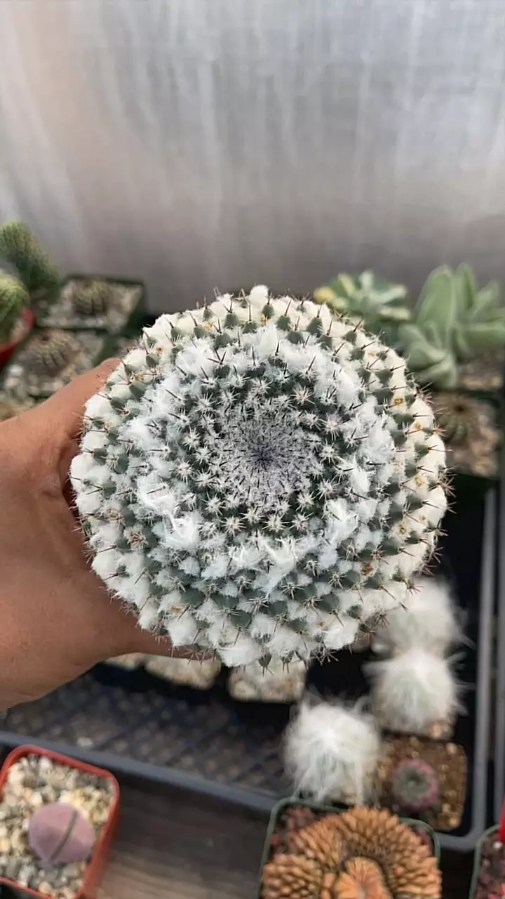 plant/3” mamm formosa-0