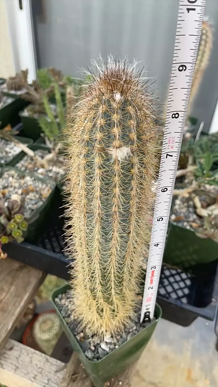 plant/9” Columnar cactus (sp?)-0