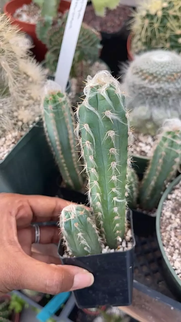 plant/GC 2.5” Blue fuzzy cactus-0