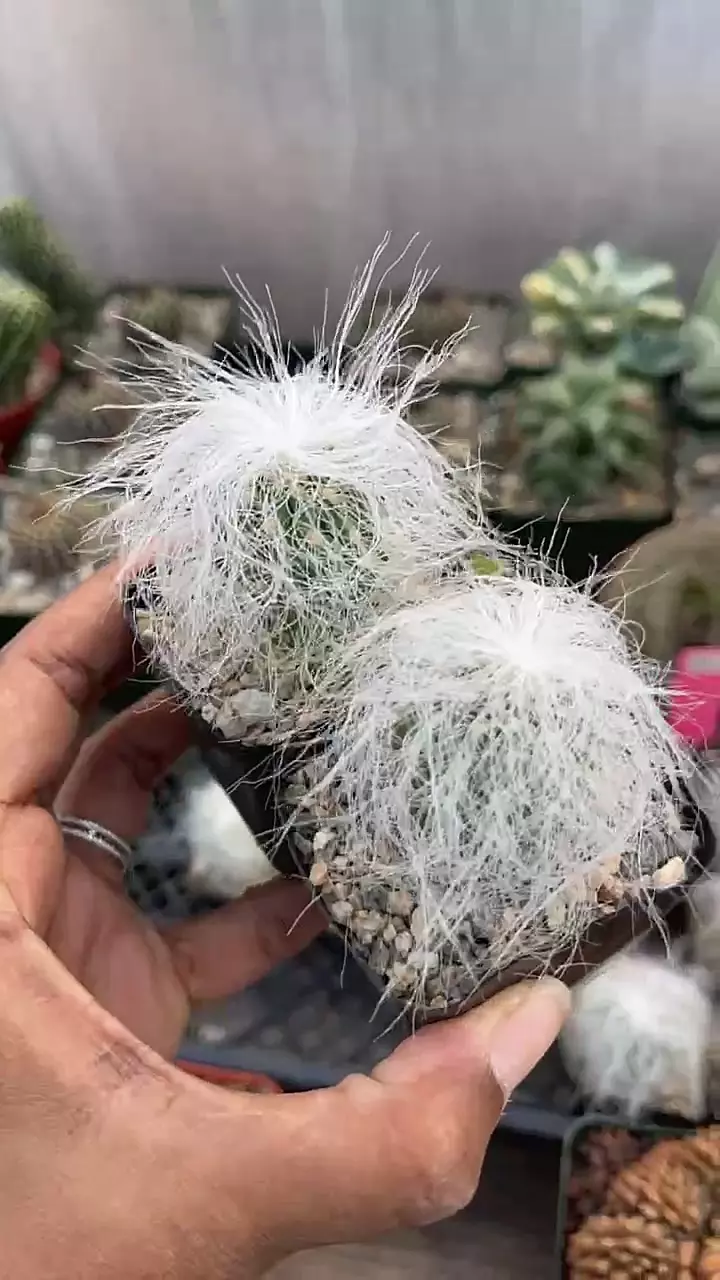 plant/GC 2” Old man senilis-0