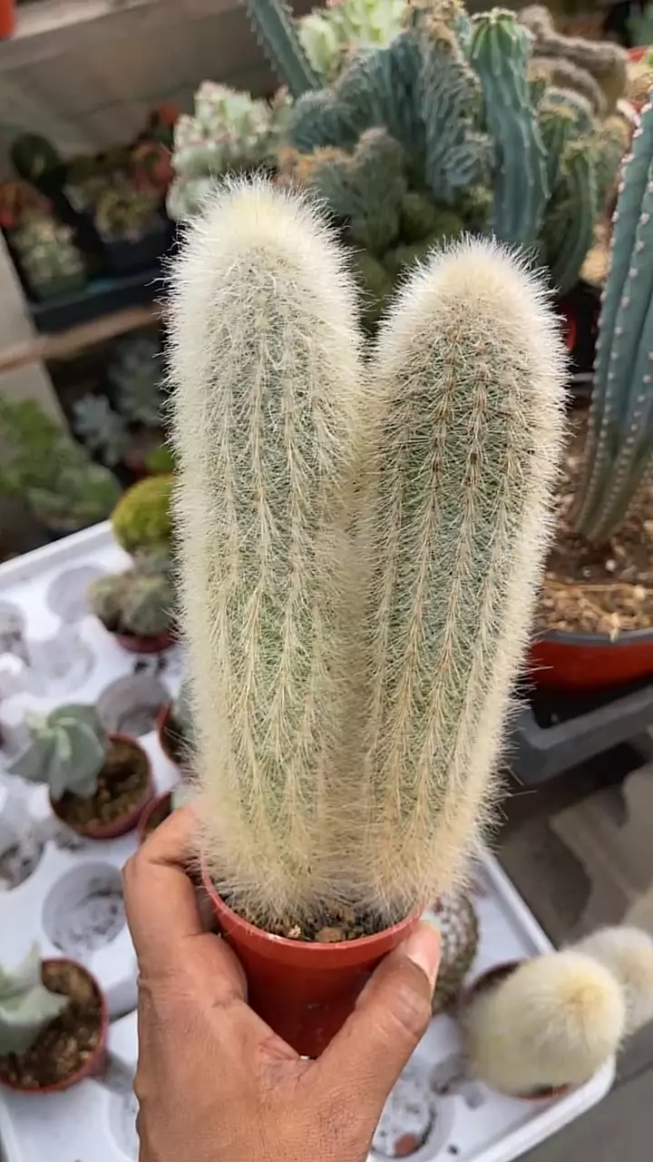 plant/6” GC Silver torch double head-0