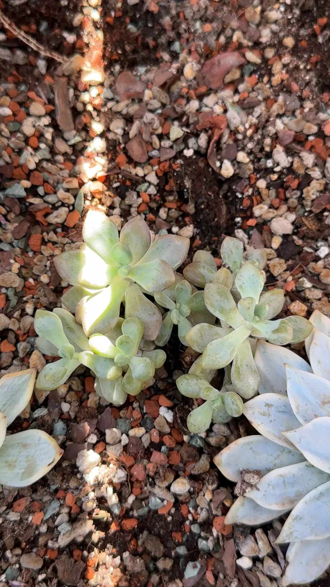 plant/Pachy cluster-0