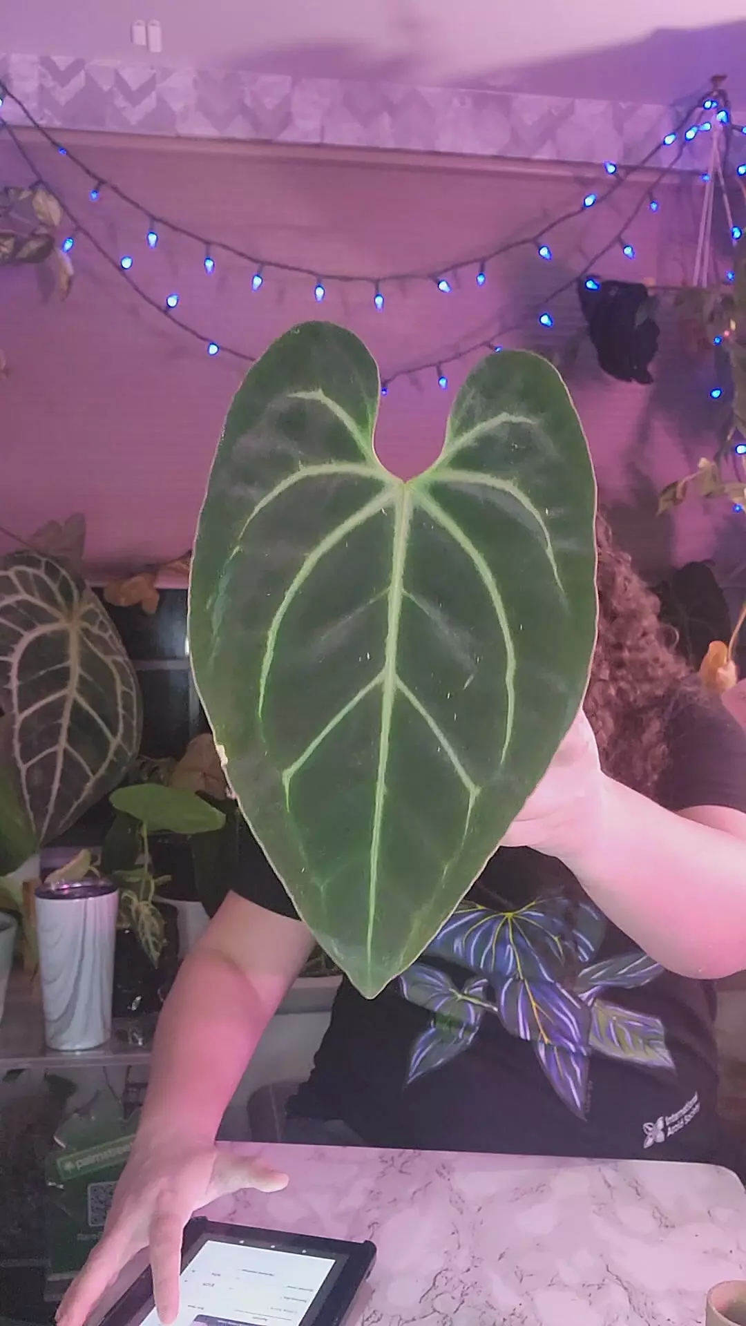 plant/Black Spider Bess 0257-0