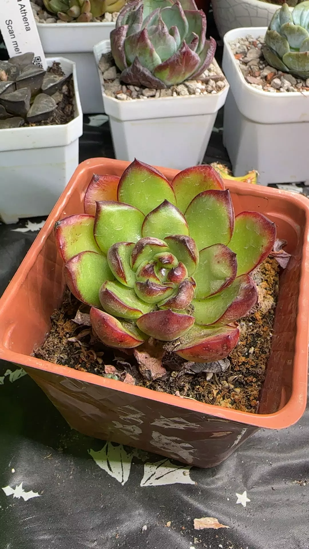 plant/Agavoides-0