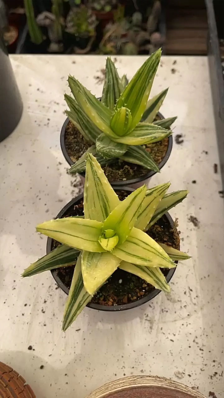 plant/GC 4” Aloe nobilis vari-0