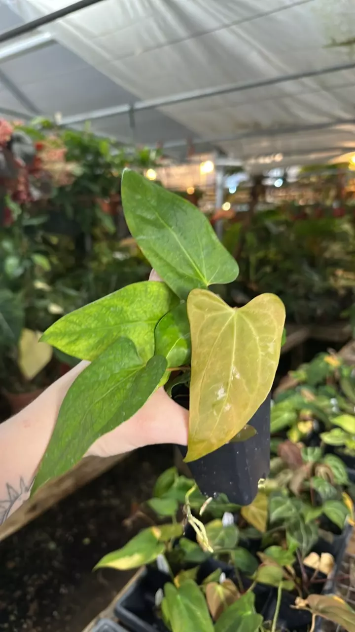 plant/PS-5595 Anthurium Wu pap x Indo portillae-0