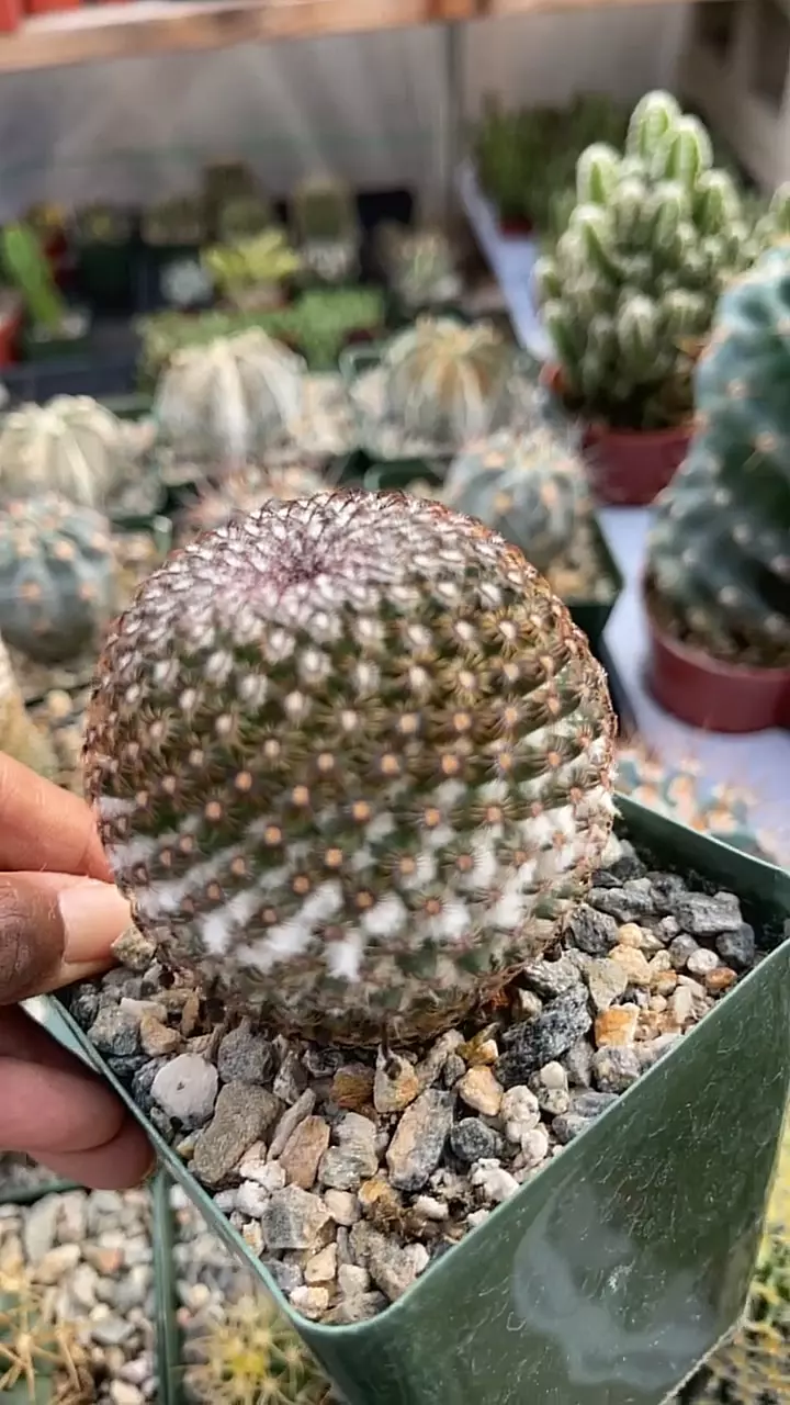 plant/GC mammillaria huitzilopochtli-0