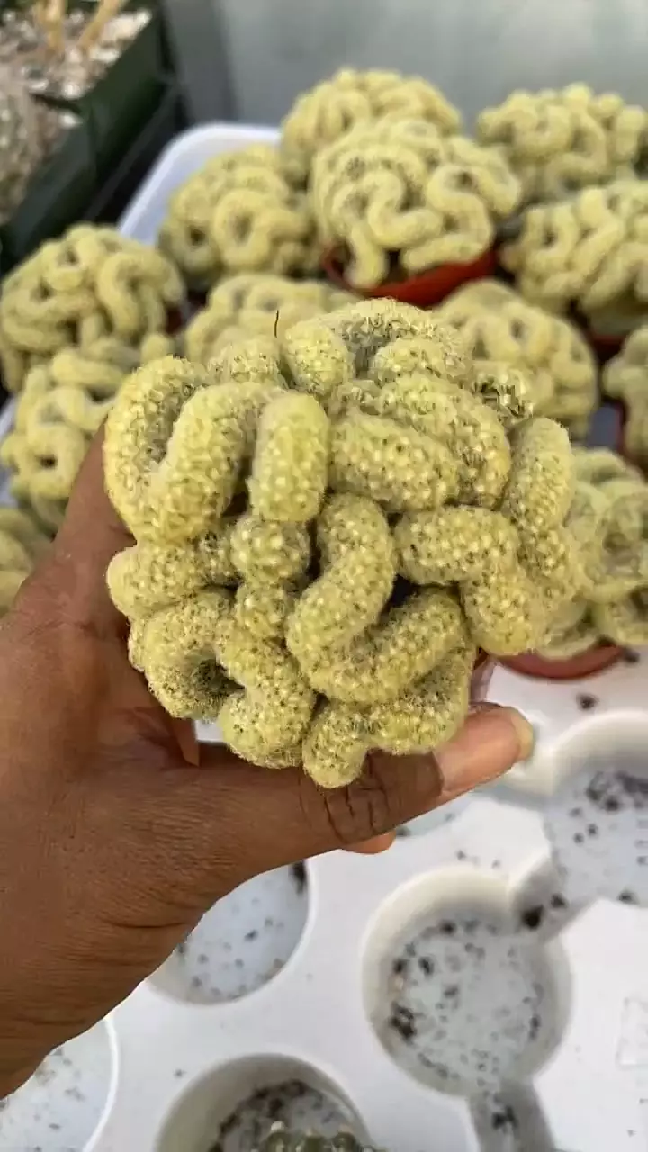 plant/GC 2.5” mamm brain cactus-0