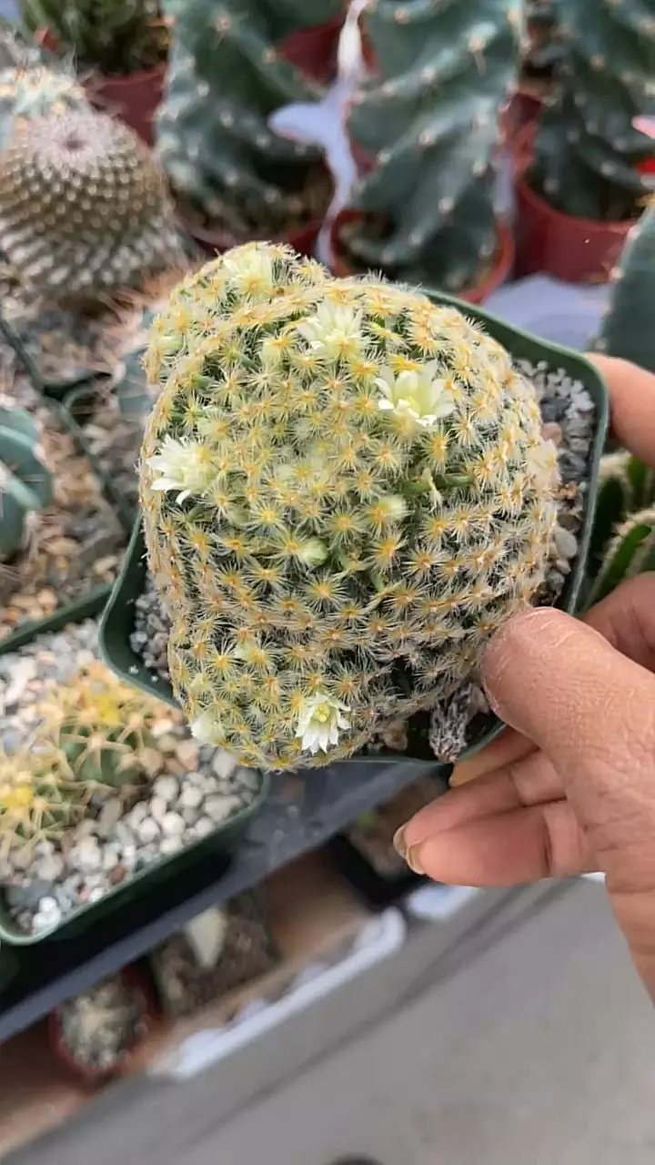 plant/Mamm schiedeana w/ pups-0