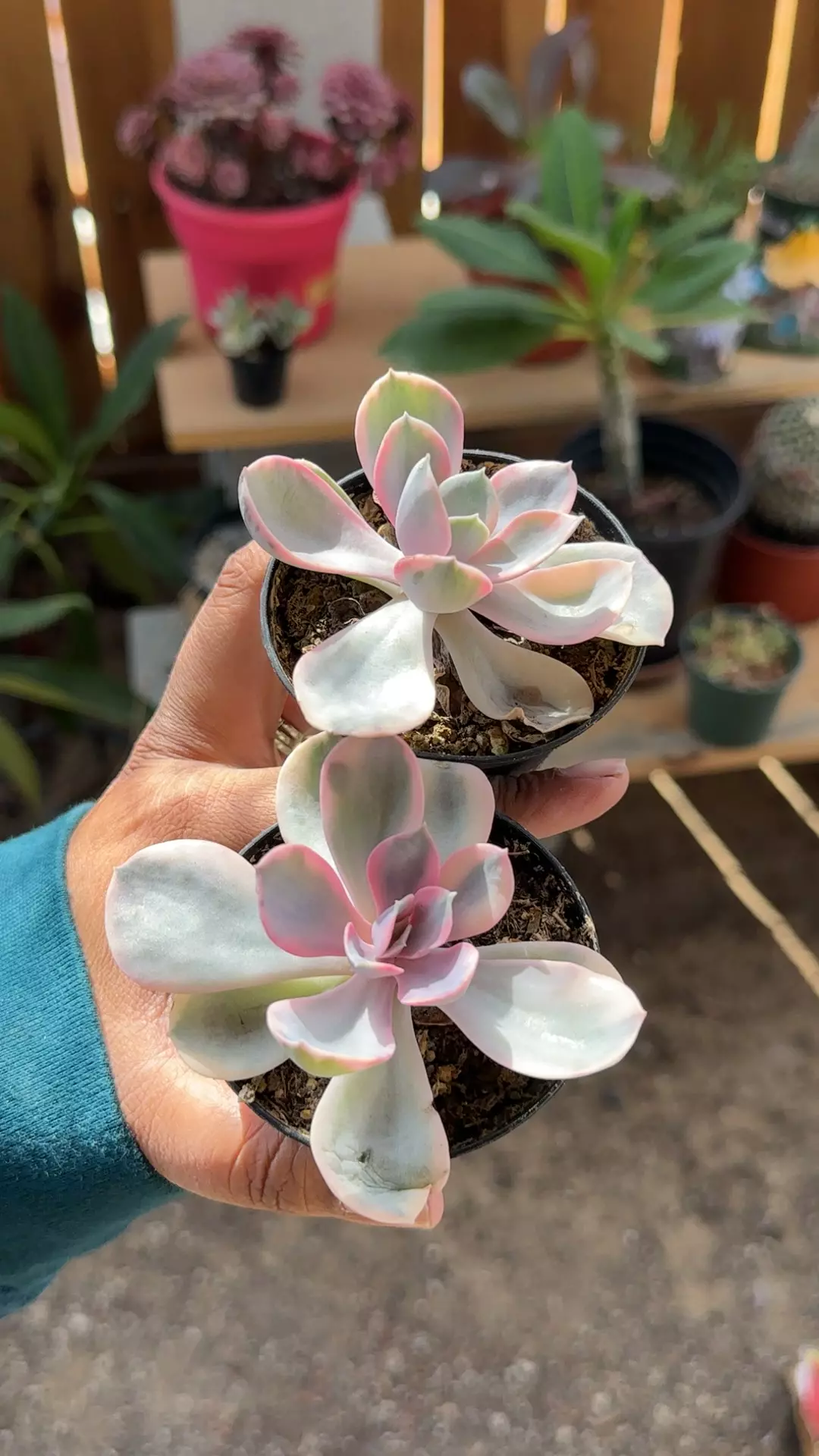 plant/Variegated Rainbow Echeveria-0