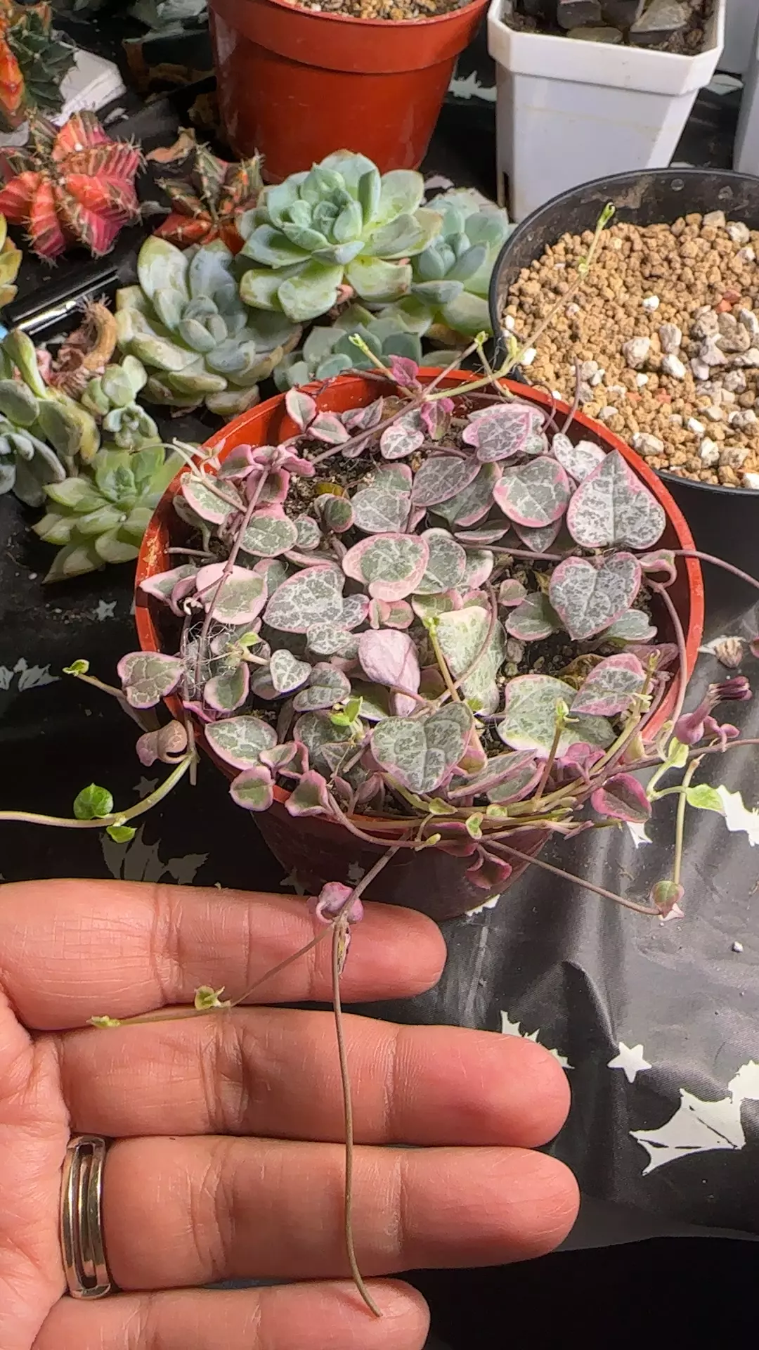 plant/Variegated String of Hearts-0