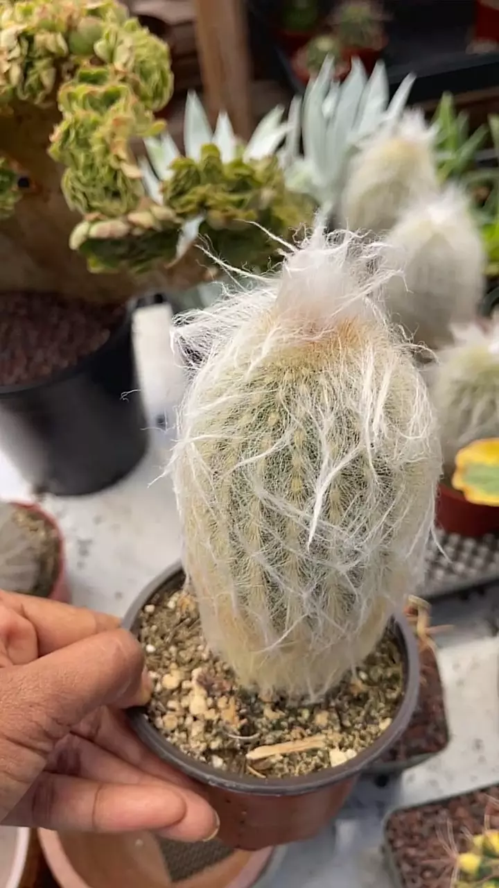 plant/GC Old man 👀 Cactus-0