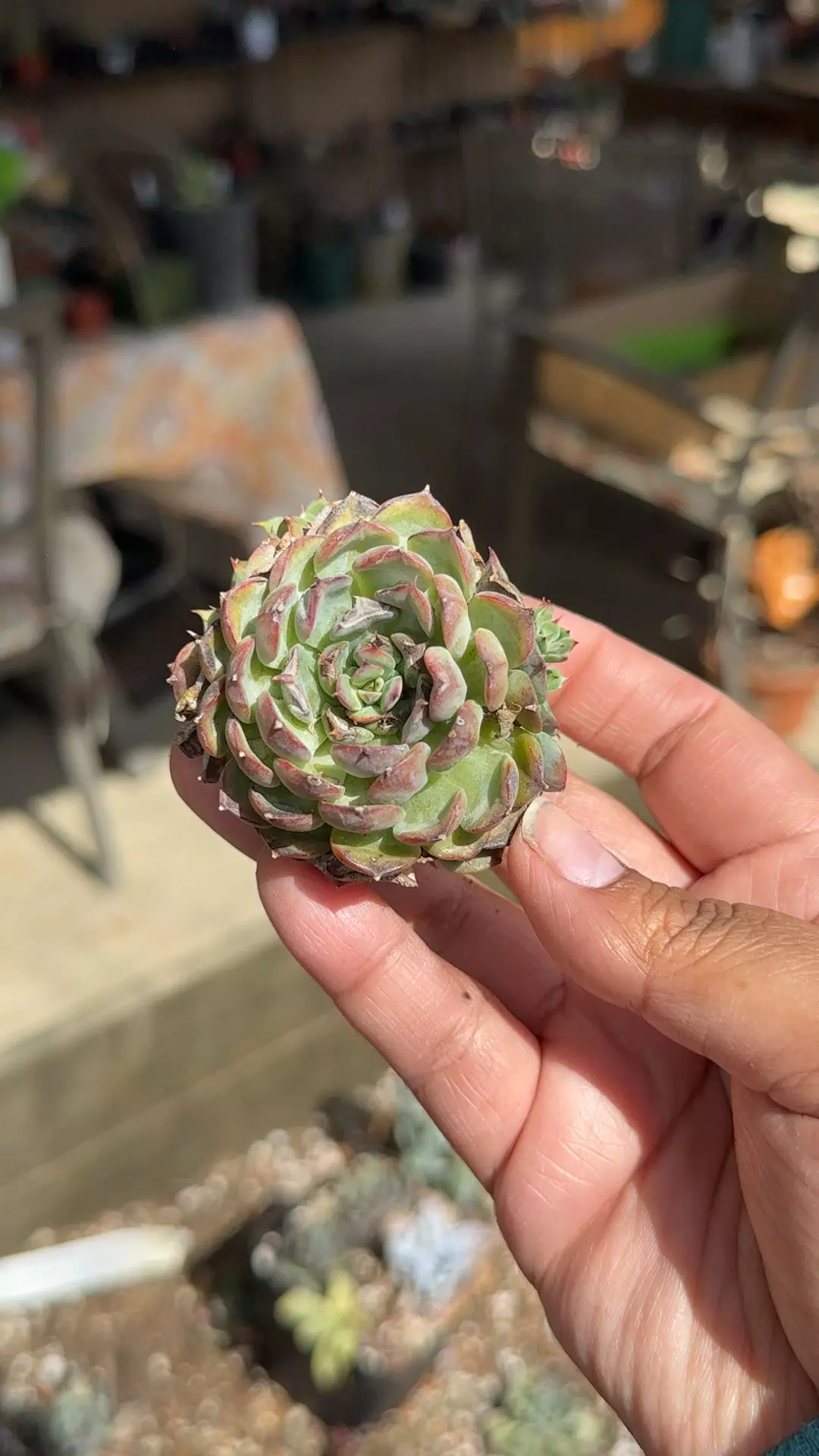 plant/mystery import cluster-0