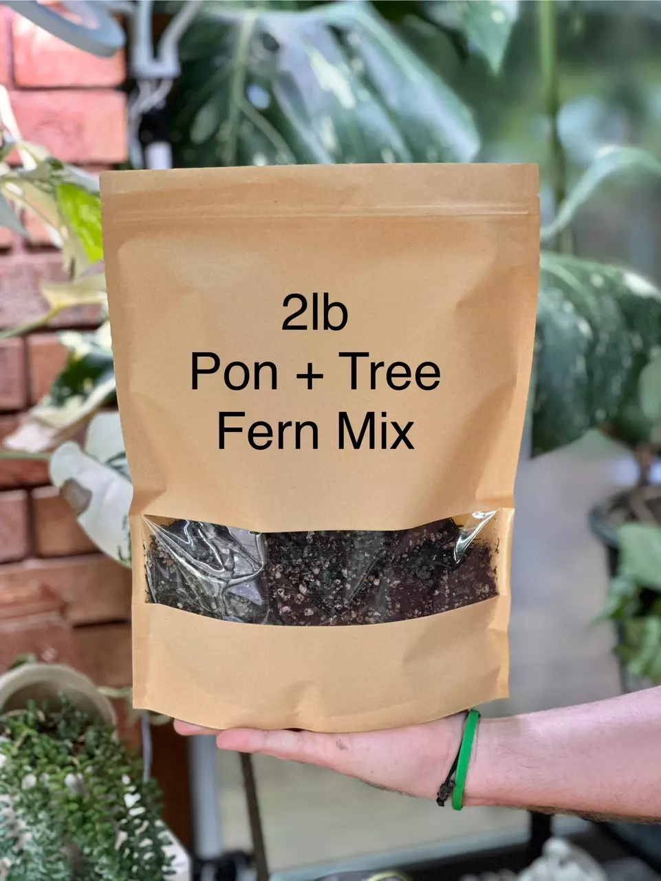 plant/2lb Self Watering Pon Tree Fern Mix-0
