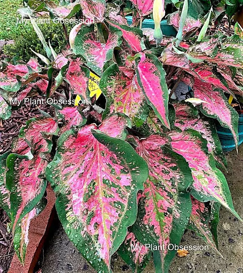 plant/pink sky caladium-0