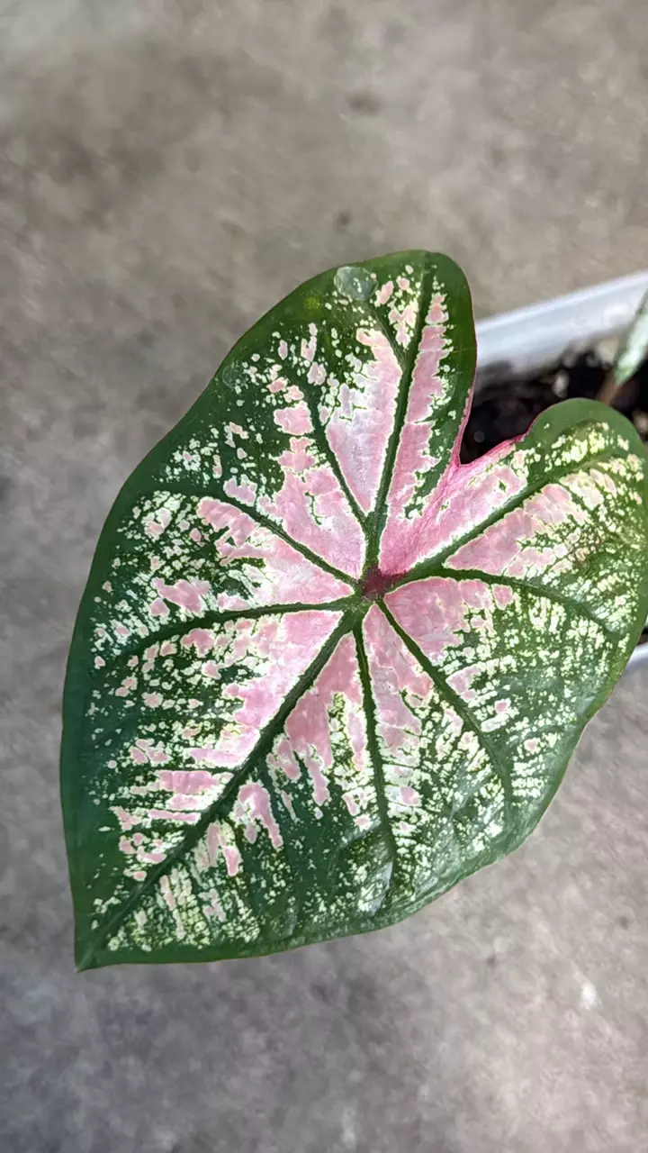 plant/pink splash caladium-1