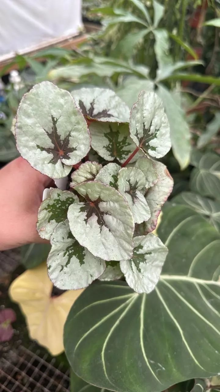 plant/PS-5539 Begonia ‘Steve’s Leaves Paradox’-0