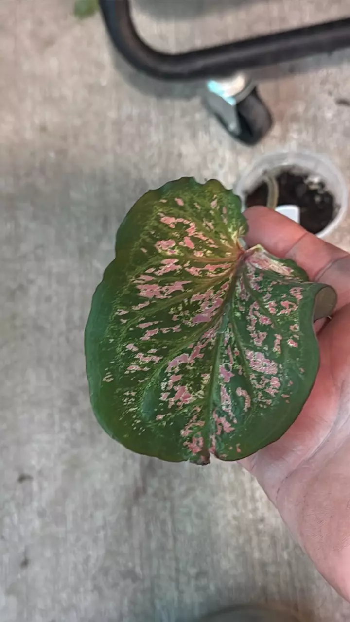 plant/pink sky caladium-1