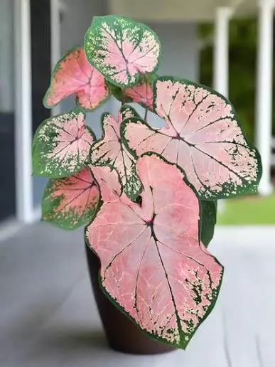 plant/pink splash caladium-0