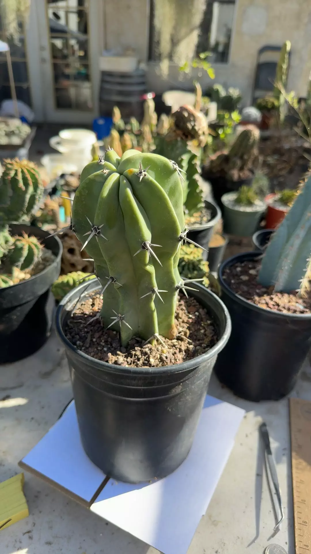 plant/Myrtillocactus geometrizans crest revert 6” pot-0