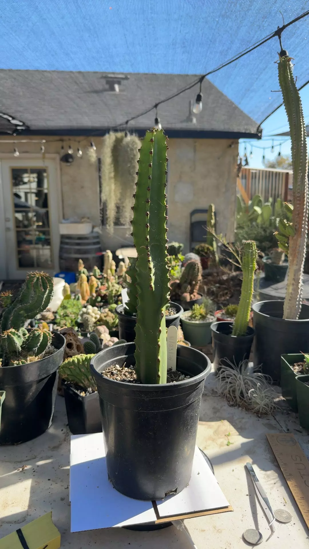 plant/Euphorbia Ingens Chocolate Drop 12” plant-0