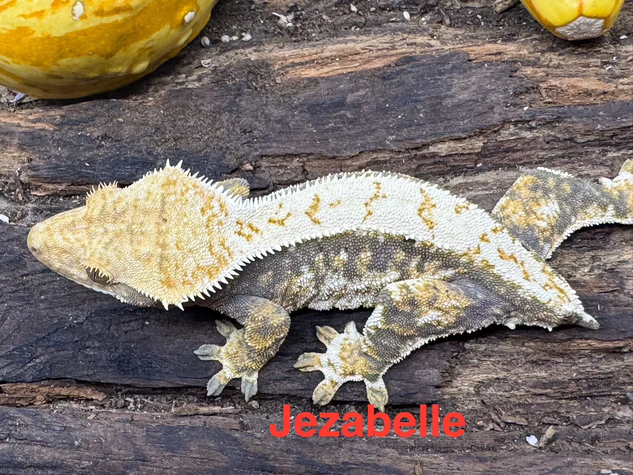 plant/jezabelle-0